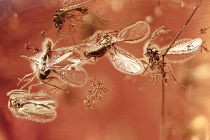 Fossil Dark-Winged Fungus Gnat Swarm (Sciaridae) In Amber #307412